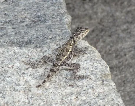 Lizard on stone Stock Photos