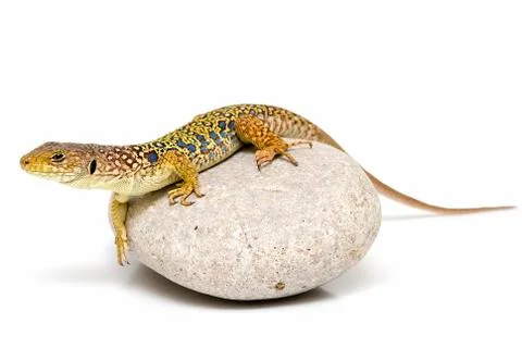 Lizard on a stone. Stock Photos