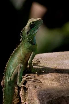 Lizard on a stone Stock Photos