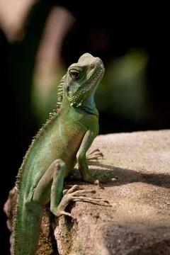 Lizard on a stone Stock Photos