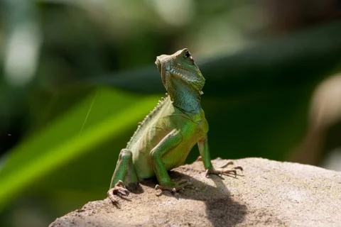 Lizard on a stone Stock Photos