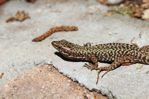 The lizard on the stone Stock Photos