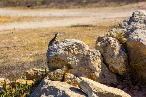 Lizard on stone Stock Photos