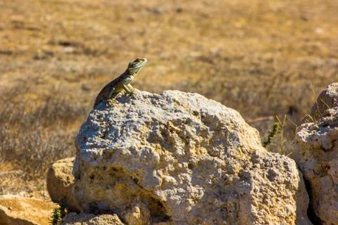Lizard on stone Stock Photos