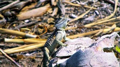 A lizard on the stone Stock Photos