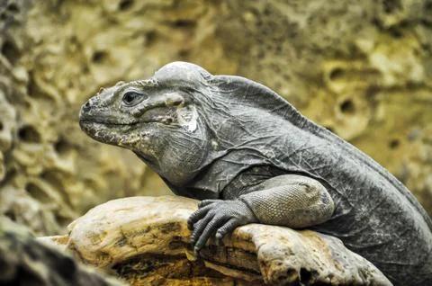 Lizard on a stone Stock Photos