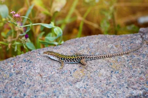 Lizard on the stone Stock Photos