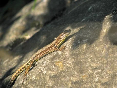 Lizard on stone Foto stock