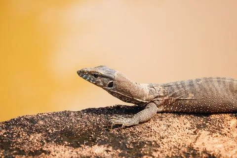 Lizard on the stone Stock Photos