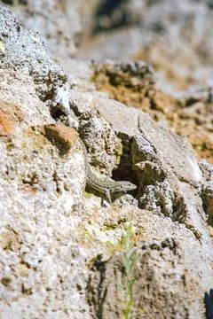 A lizard on a stone Stock Photos