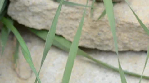 Lizard on the stone. Rack focus and dolly in. Video stock 22923179