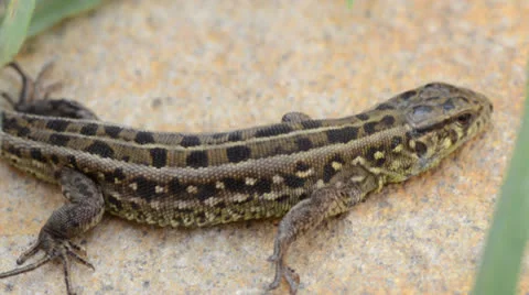 Lizard on the stone. Rack focus and dolly in. Video stock 22923182