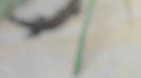 Lizard on the stone. Rack focus and dolly in. Vídeos de archivo 22923186