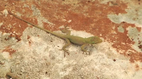 Lizard on stone runs away Stock Footage 56947492