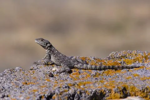 Lizard on stone wall Stock Photos