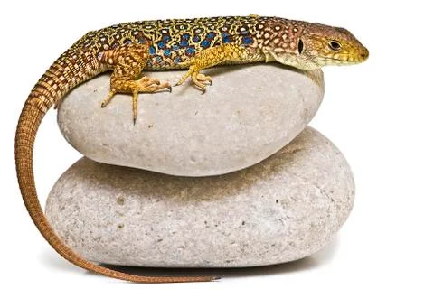 Lizard on stones. Stock Photos