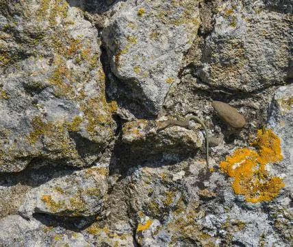 Lizard on the stones Stock Photos