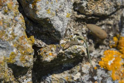 Lizard on the stones Stock Photos
