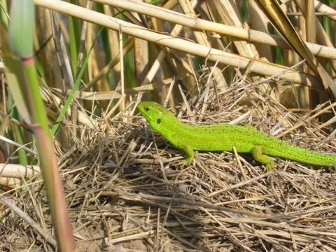 Lizard on the straw Stock Photos