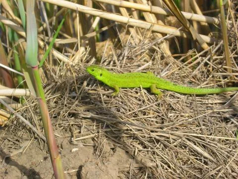 Lizard on the straw Stock Photos