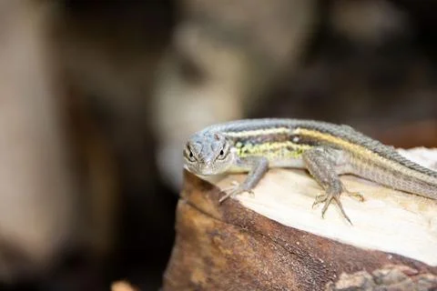 Lizard on a stump looking at the camera Stock Photos