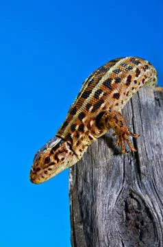 Lizard  on stump Stock Photos