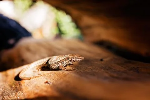 Lizard on the stump Free Stock Photos