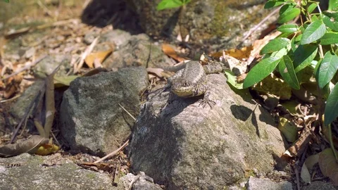 Lizard at Sugar Loaf Mountain. Rio de Janeiro Brazil. Stock Footage 79450334
