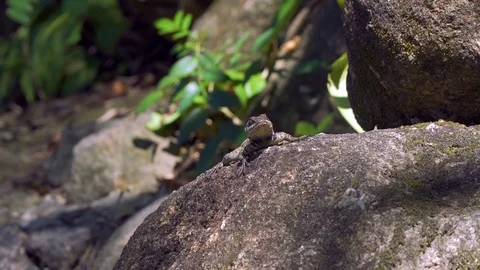 Lizard at Sugar Loaf Mountain. Rio de Janeiro Brazil. Stock Footage 79458480