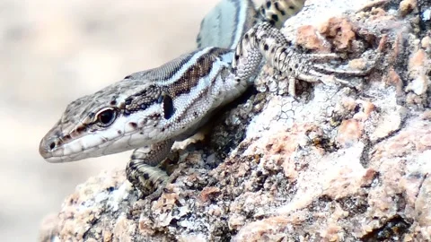 Lizard on summer time. Stock Footage 136691283