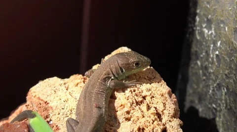 Lizard in the sun 4K Stock Footage 42017666