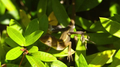 Lizard in the sun in the bushes Stock Footage 286725617