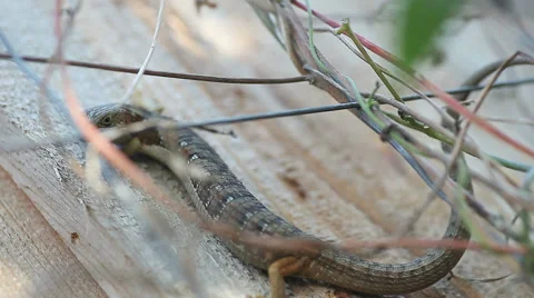 Lizard on sun-dappled fence Stock Footage 49893204