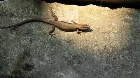 Lizard in the sun Video stock 25486059