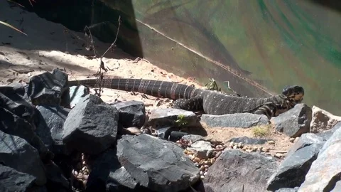 Lizard in the Sun Stock Footage 75538268