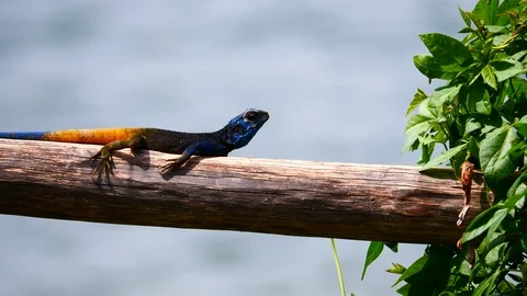 Lizard in the sun Stock Footage 125495841