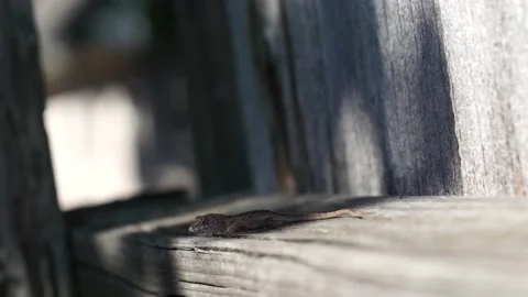 Lizard in the sun 스톡 동영상 132006158