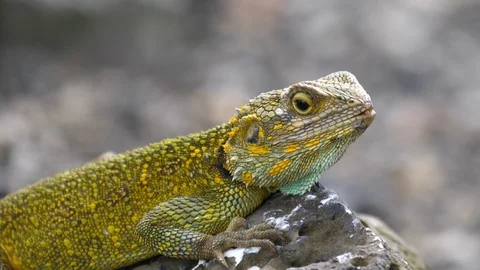 Lizard in the sun in front of Water, Rwanda Stock Footage 125499075