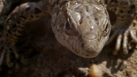 Lizard on on the sun, large head Stock Footage 116436160