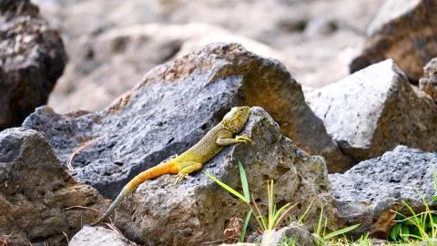 Lizard in the sun Stock Photos
