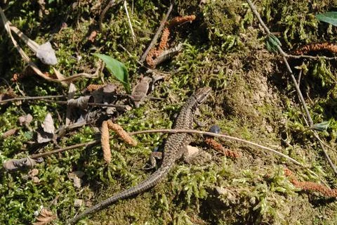 Lizard in the sun Stockfoto's