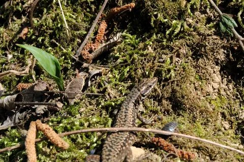 Lizard in the sun Stockfoto's