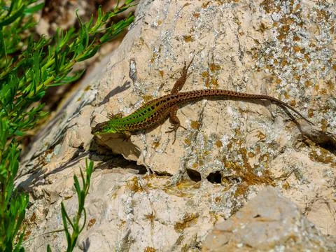 Lizard in the sun Stock Photos