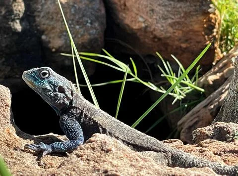 Lizard in the sun Stock Photos