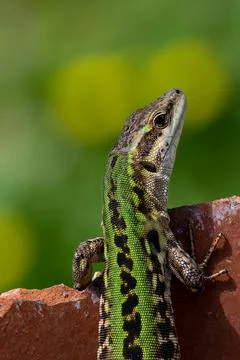 Lizard in the sun standing on a stone Stock Photos