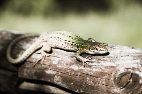 Lizard in the sun on a tree branch Stock Photos