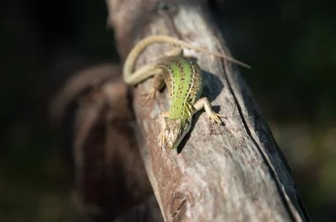 Lizard in the sun on a tree branch Stock Photos