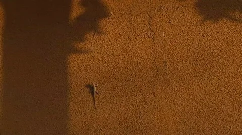 Lizard in the sun on a wall Stock Footage 52235561