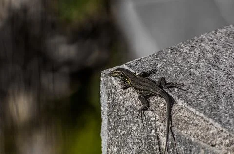 Lizard sunbathing and observing the landscape Stock Photos