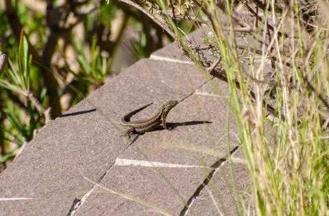 Lizard sunbathing and observing the landscape Foto stock